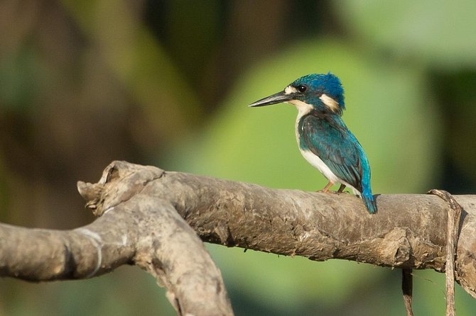 1 Day Corroboree Billabong Wetland Experience including 2.5 hour cruise + lunch - Quick reasons to consider this Darwin wetland tour