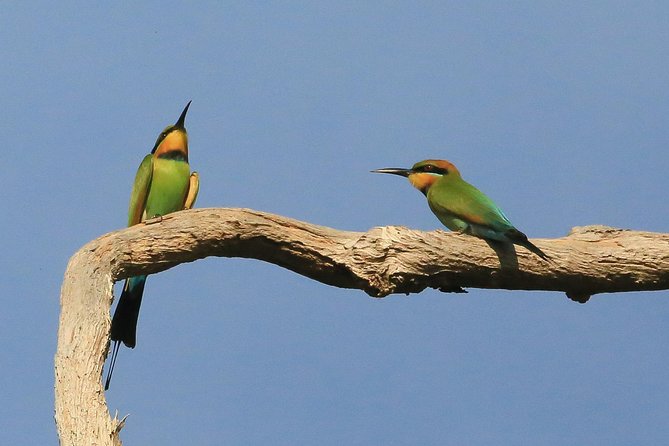 1 Day Corroboree Billabong Wetland Experience including 2.5 hour cruise + lunch - Window on the Wetlands explains what you are seeing