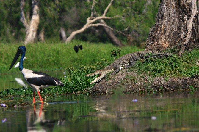 1 Day Corroboree Billabong Wetland Experience including 2.5 hour cruise + lunch - Two and a half hours on the water