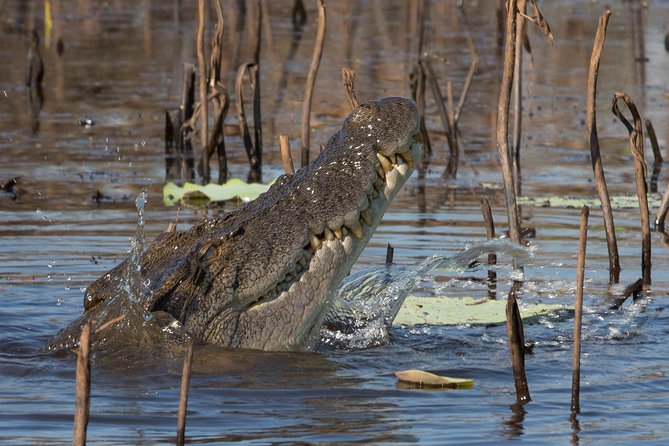 1 Day Corroboree Billabong Wetland Experience including 2.5 hour cruise + lunch - Lunch with the wetlands around you