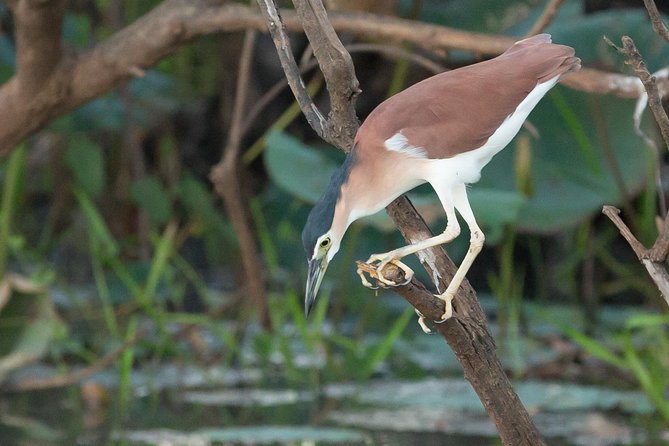 1 Day Corroboree Billabong Wetland Experience including 2.5 hour cruise + lunch - What the $168.55 price really covers