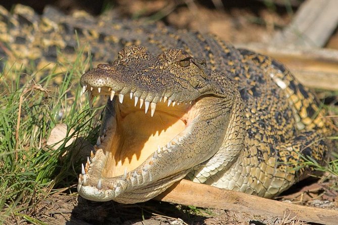 1 Day Corroboree Billabong Wetland Experience including 2.5 hour cruise + lunch - Fogg Dam, a useful first look at wetland life