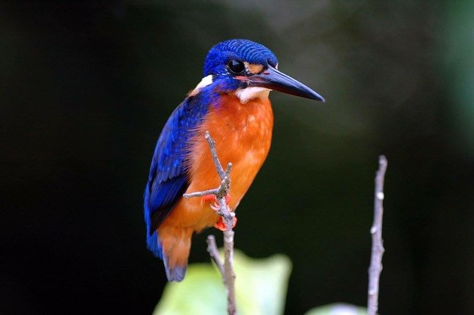 1-Hour Daintree River wildlife cruise - What the Daintree ecosystem adds to the experience