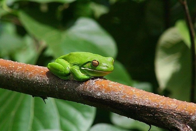1-Hour Daintree River wildlife cruise - Is $25.10 good value?