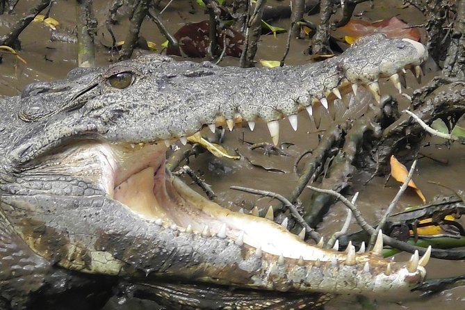 1-Hour Daintree River wildlife cruise - Who should book this cruise?
