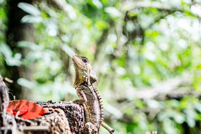 1-Hour Daintree River wildlife cruise - Reaching the boat at Lower Daintree