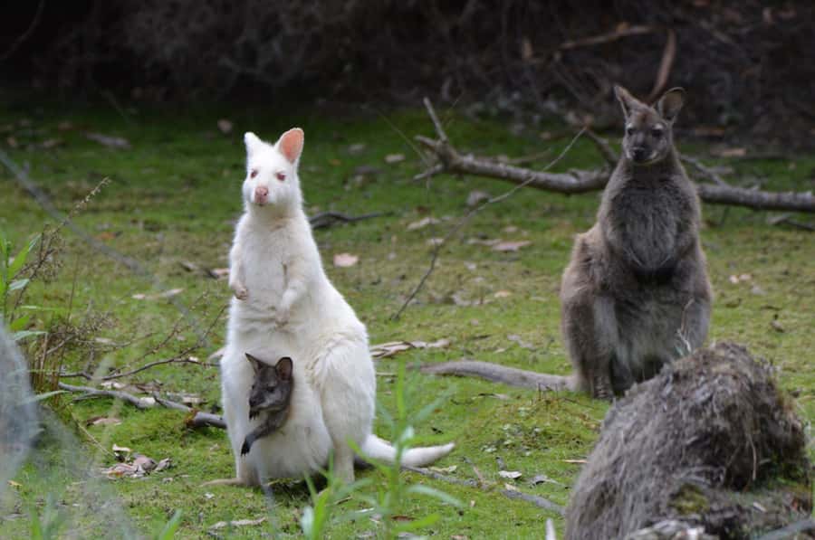 3D Tasmanian Highlights: Hobart, Port Arthur & Bruny Island - Day one: Hobart, Mt Wellington and Richmond