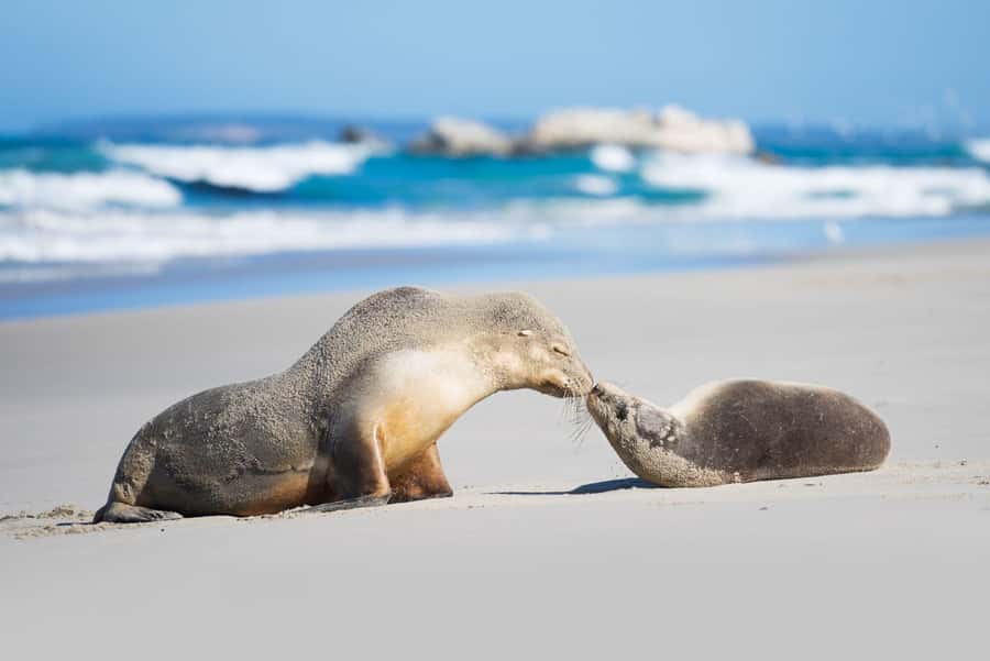 Adelaide: 3-Day Kangaroo Island Adventure Tour with Camping - Your first choice: marine safari or Ironstone Hill