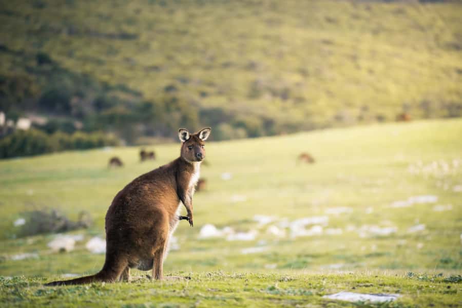 Adelaide: 3-Day Kangaroo Island Adventure Tour with Camping - Honey, eucalyptus oil, and clifftop wine