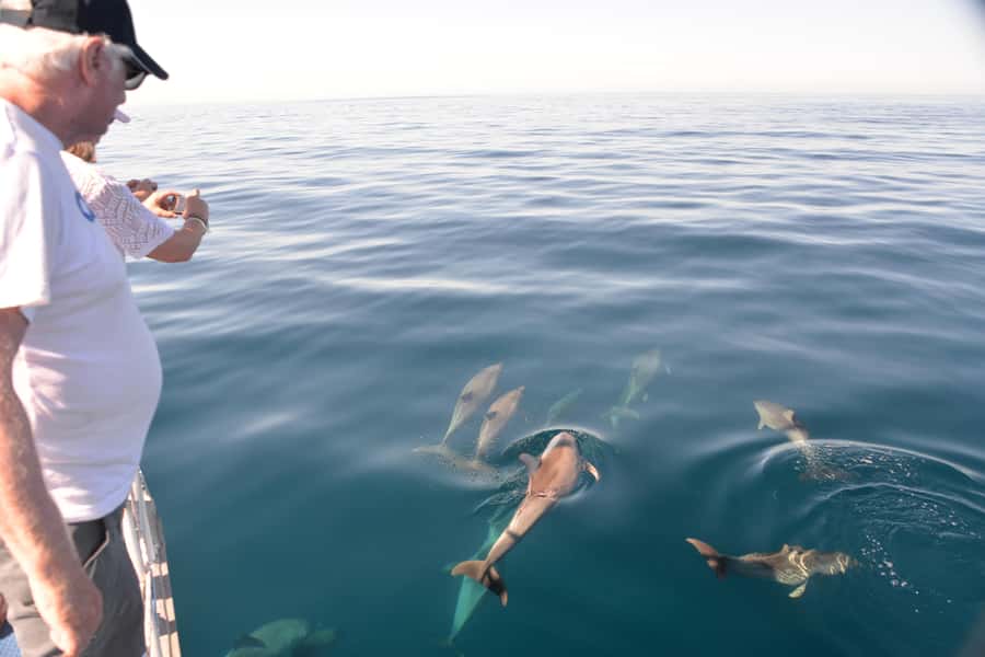 Adelaide: 4-Hour Guaranteed Wild Dolphin Watching Cruise - Key points to know before you book