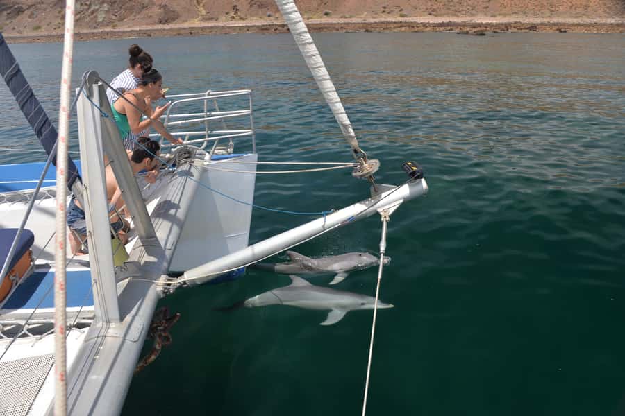 Adelaide: 4-Hour Guaranteed Wild Dolphin Watching Cruise - Who will enjoy this cruise most?