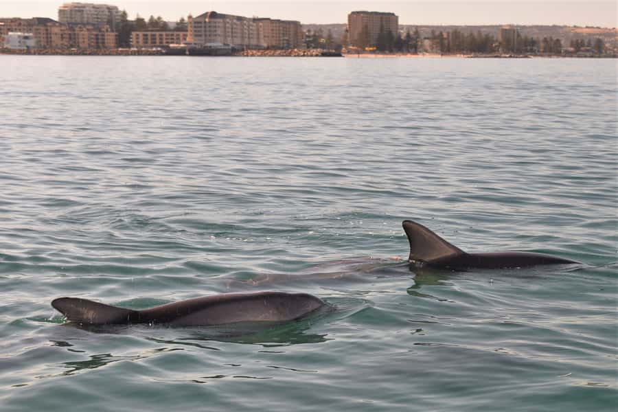 Adelaide: 4-Hour Guaranteed Wild Dolphin Watching Cruise - A three-and-a-half-hour search, not a quick photo stop