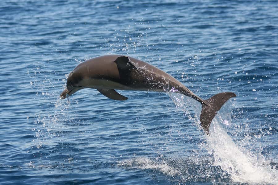 Adelaide: 4-Hour Guaranteed Wild Dolphin Watching Cruise - Coastal views, seals, and the possibility of extra wildlife