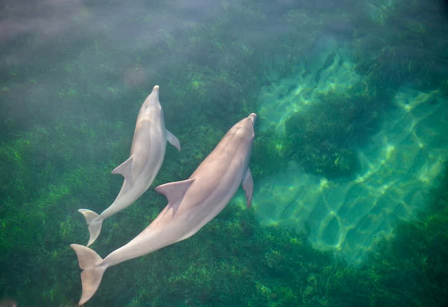 Adelaide: 4-Hour Guaranteed Wild Dolphin Watching Cruise - What the crew adds to the trip
