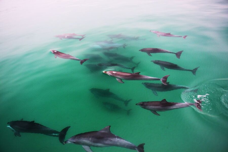 Adelaide: 4-Hour Guaranteed Wild Dolphin Watching Cruise - Is $63 good value for 210 minutes?