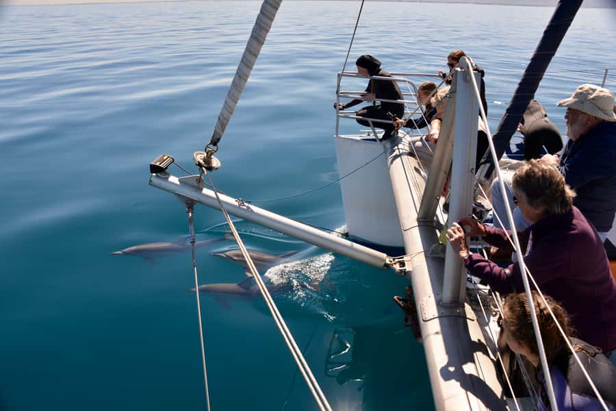 Adelaide: 4-Hour Guaranteed Wild Dolphin Watching Cruise - The first run along Adelaide’s coast
