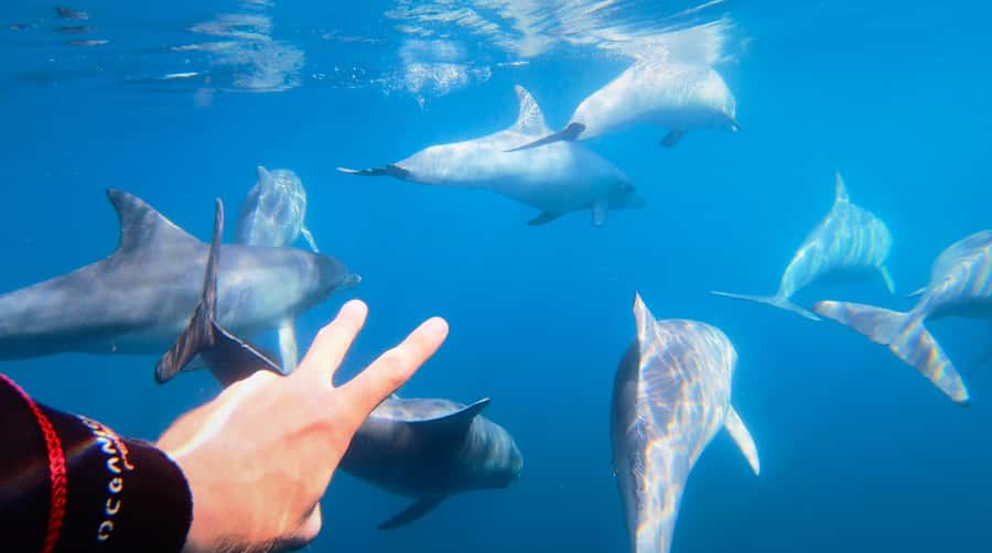 Adelaide: 4-Hour Swimming with Dolphins Experience - Key points to know before you book