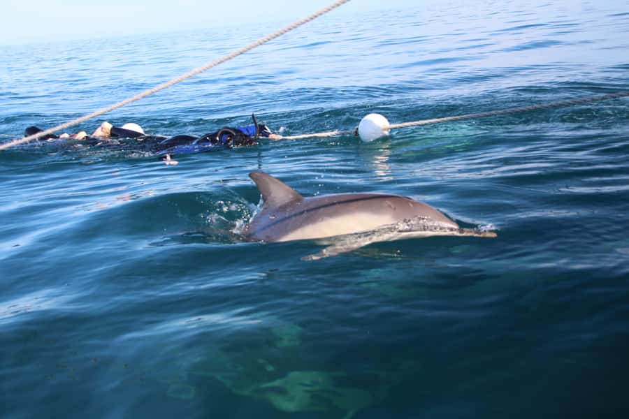 Adelaide: 4-Hour Swimming with Dolphins Experience - Who should book this dolphin swim?
