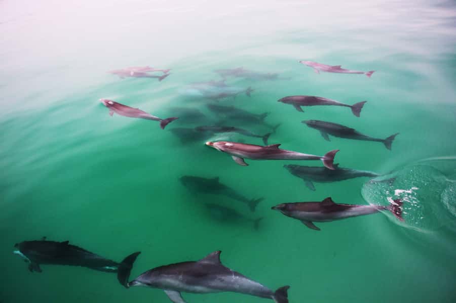 Adelaide: 4-Hour Swimming with Dolphins Experience - Meeting Temptation at Glenelg’s Marina Pier