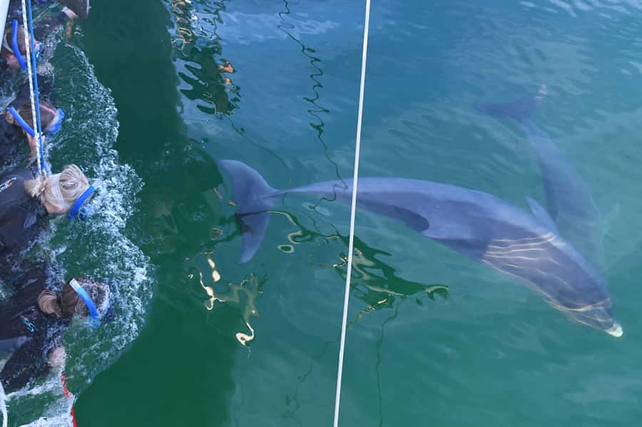 Adelaide: 4-Hour Swimming with Dolphins Experience - Watching pods from the deck
