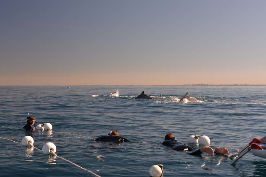 Adelaide: 4-Hour Swimming with Dolphins Experience - The front net is the prime position