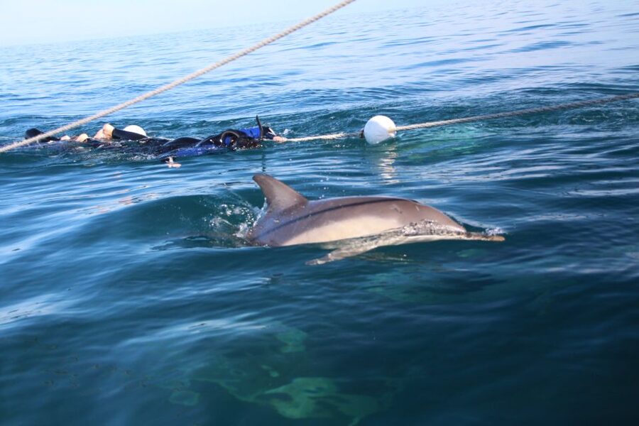Adelaide: 4-Hour Swimming with Dolphins Experience - The rear tow line is more active