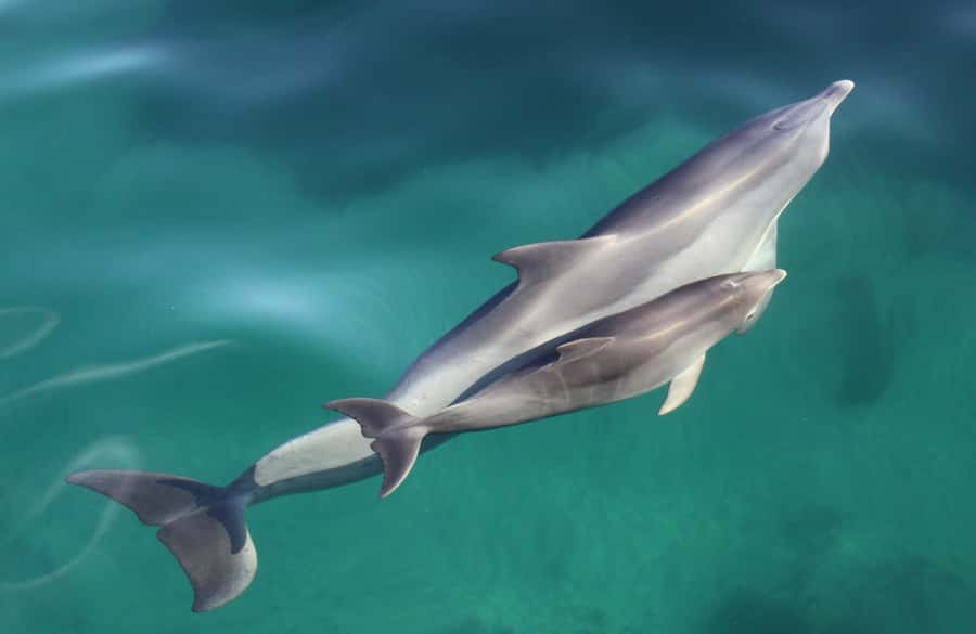Adelaide: 4-Hour Swimming with Dolphins Experience - What the crew adds to the day