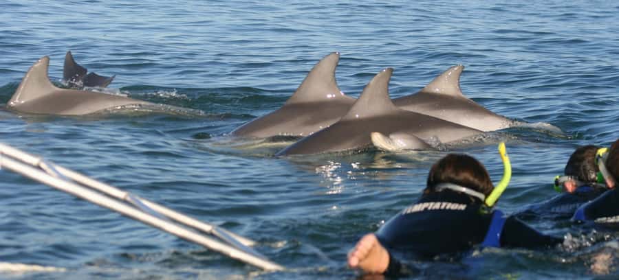 Adelaide: 4-Hour Swimming with Dolphins Experience - The coastal cruise before the dolphins appear