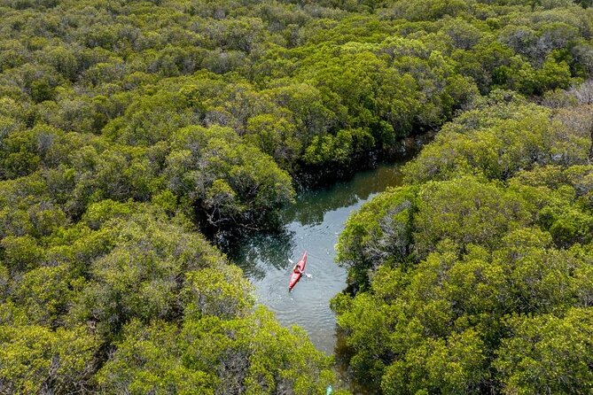 Adelaide Dolphin Sanctuary and Ships Graveyard Kayak Tour - The mangrove creeks are the quiet highlight