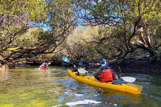Adelaide Dolphin Sanctuary and Ships Graveyard Kayak Tour - Price, group size, and overall value