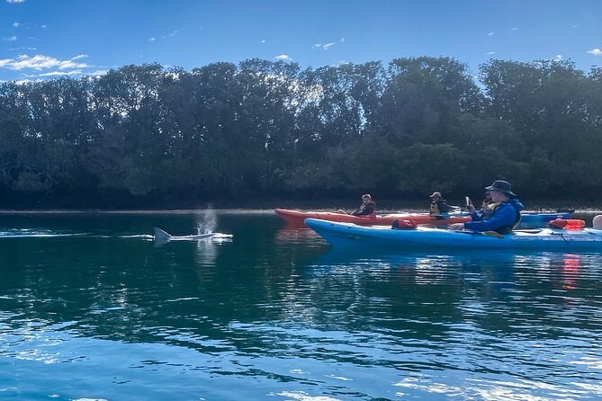 Adelaide Dolphin Sanctuary and Ships Graveyard Kayak Tour - Starting at Adventure Kayaking SA