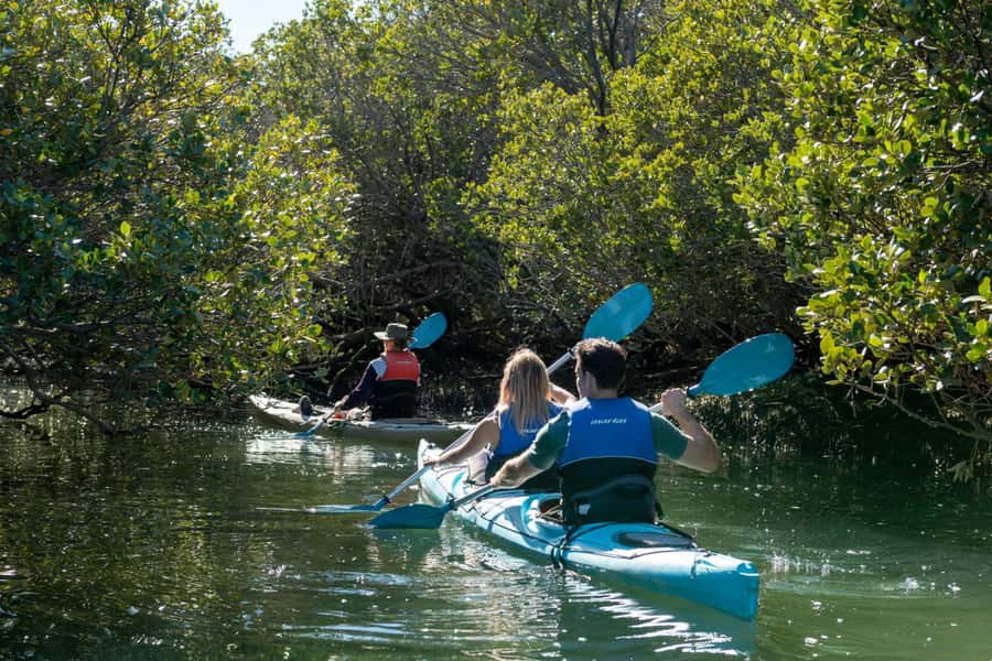 Adelaide: Dolphin Sanctuary Eco Kayaking Tour - Key points before you book
