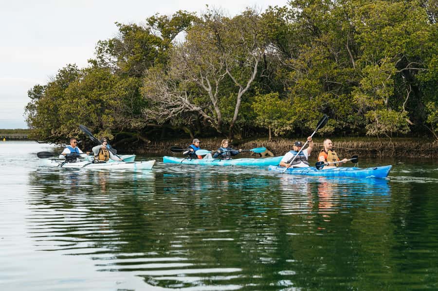 Adelaide: Dolphin Sanctuary Eco Kayaking Tour - Paddling into Adelaide’s old mangrove creeks
