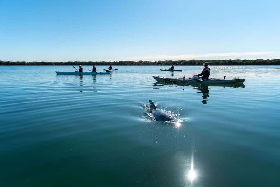 Adelaide: Dolphin Sanctuary Eco Kayaking Tour - Watching dolphins without chasing them