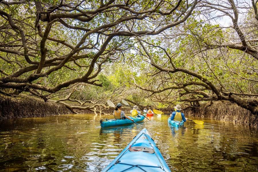 Adelaide: Dolphin Sanctuary Mangroves Kayak Tour - Key points at a glance
