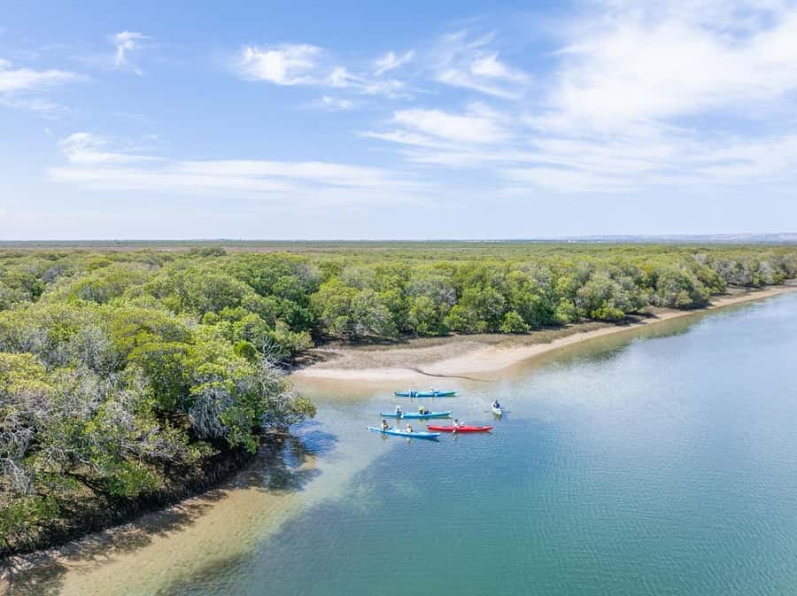 Adelaide: Dolphin Sanctuary Mangroves Kayak Tour - Dolphin sightings and other wildlife