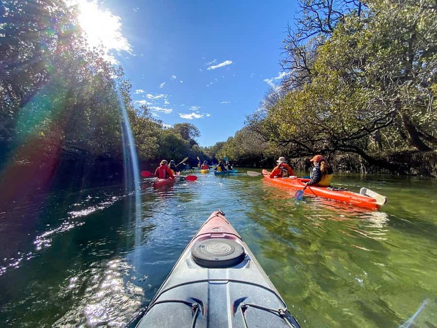 Adelaide: Dolphin Sanctuary Mangroves Kayak Tour - Why the guide matters