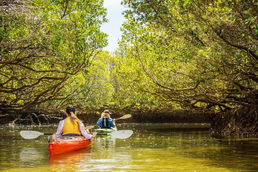 Adelaide: Dolphin Sanctuary Mangroves Kayak Tour - Is $38 good value?