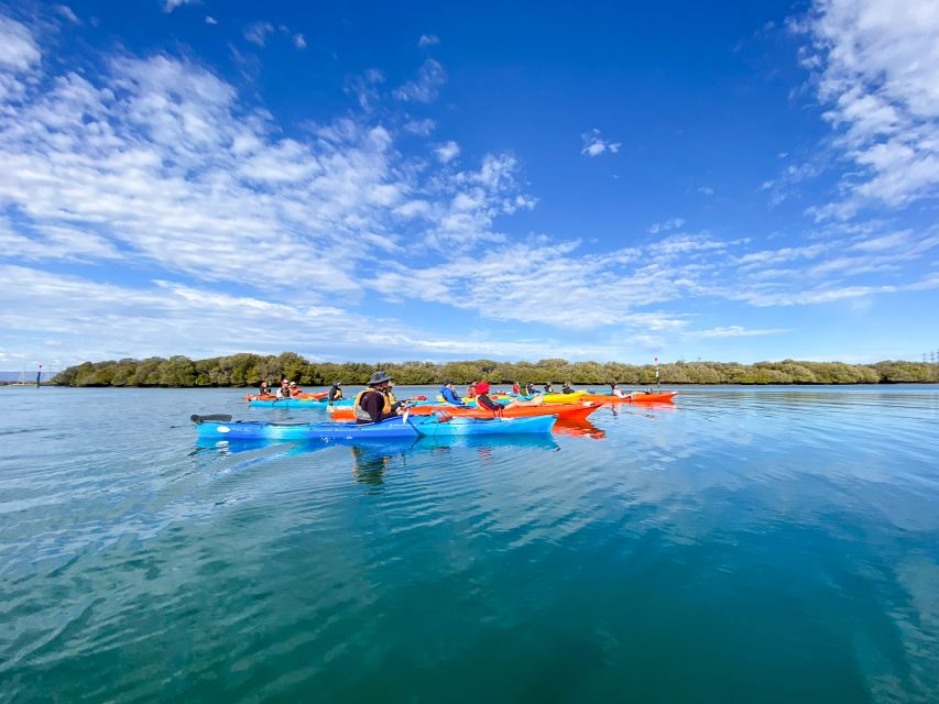 Adelaide: Dolphin Sanctuary Mangroves Kayak Tour - Who will enjoy this tour most?