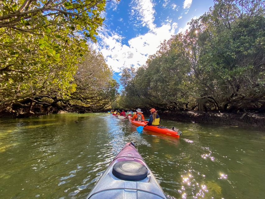 Adelaide: Dolphin Sanctuary Mangroves Kayak Tour - Should you book the Dolphin Sanctuary kayak tour?