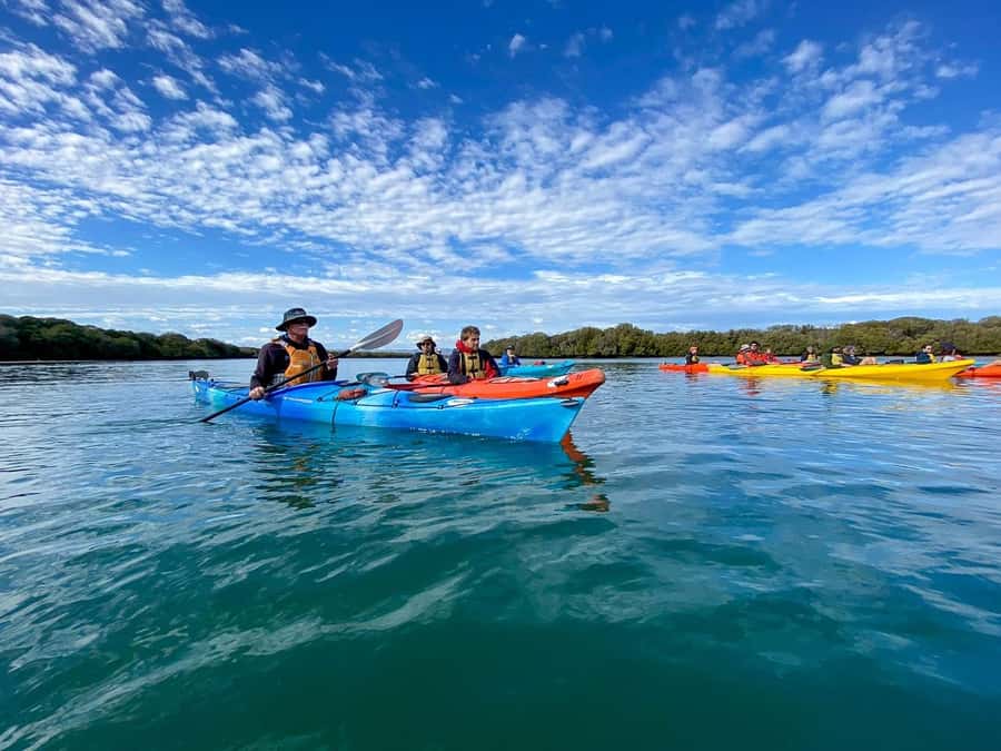 Adelaide: Dolphin Sanctuary Mangroves Kayak Tour - What happens during the 90-minute outing