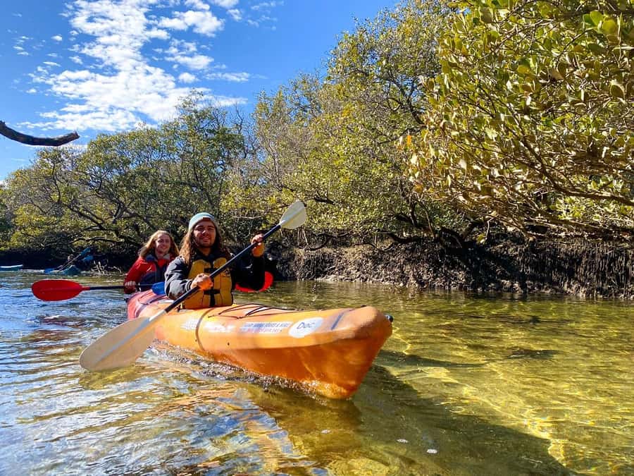 Adelaide: Dolphin Sanctuary Single or Double Kayak Rental - A quiet way to search for dolphins