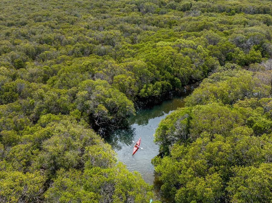 Adelaide: Dolphin Sanctuary Single or Double Kayak Rental - Looking for dolphins without chasing them