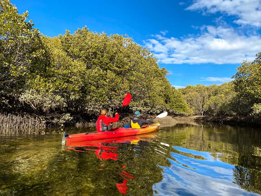 Adelaide: Dolphin Sanctuary Single or Double Kayak Rental - Who will enjoy this outing most