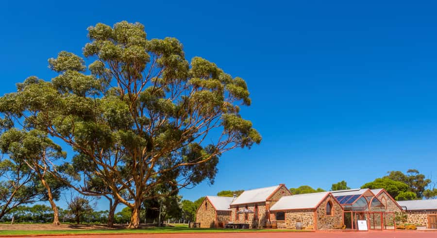 Adelaide: Half-day McLaren Vale & Glenelg Wine Tasting Tour - Haselgrove Wines: the more guided tasting