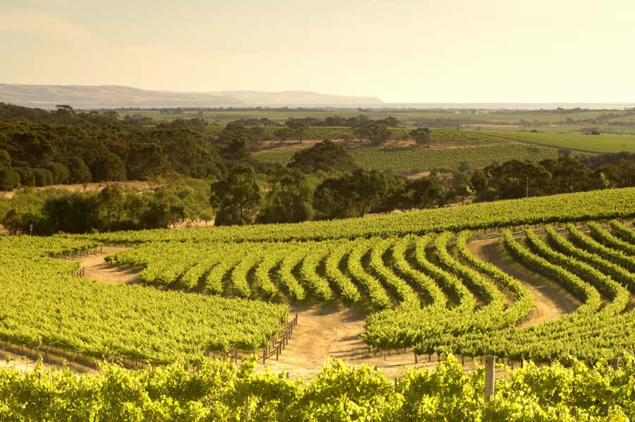 Adelaide: Half-day McLaren Vale & Glenelg Wine Tasting Tour - Who should book this tour?