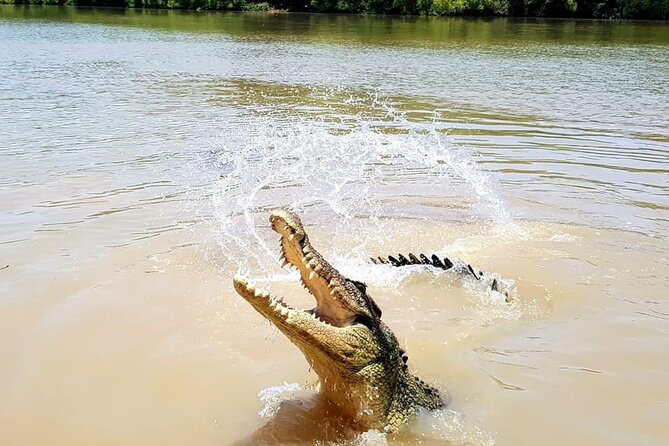 Adelaide River Cruises - Jumping Crocodile Experience - The crocodiles are the stars, but the guides matter