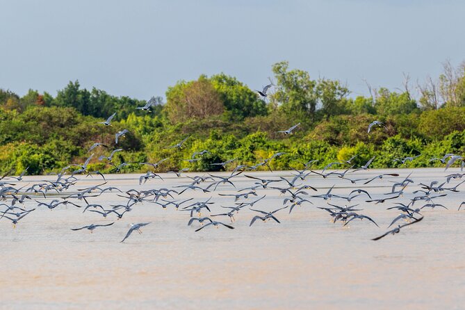 Adelaide River Cruises - Jumping Crocodile Experience - Timing, weather, and the best way to plan your day