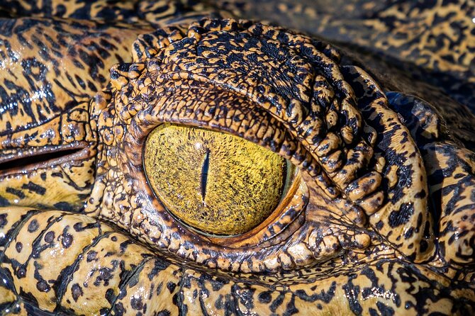 Adelaide River Cruises - Jumping Crocodile Experience - Is the price good value?