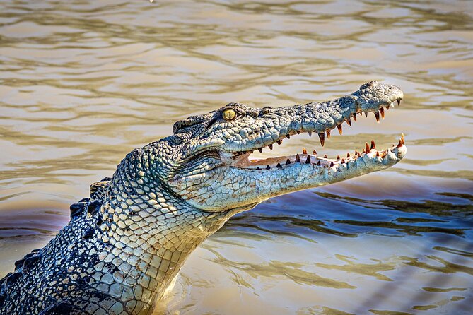 Adelaide River Cruises - Jumping Crocodile Experience - Reaching the Adelaide River from Darwin